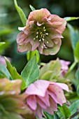 HELLEBORUS ORIENTALIS DOUBLE