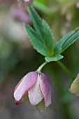 HELLEBORUS ORIENTALIS DOUBLE