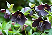 HELLEBORUS NIGER L. BLACK HELLEBORE