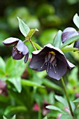 HELLEBORUS NIGER L. BLACK HELLEBORE