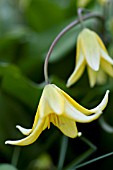 ERYTHRONIUM DENS-CANIS