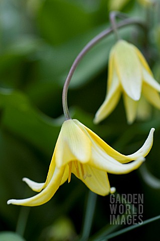 ERYTHRONIUM_DENSCANIS