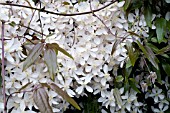 CLEMATIS ARMANDII APPLE BLOSSOM