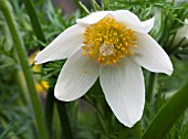 PULSATILLA ALBA