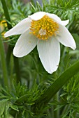 PULSATILLA ALBA