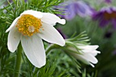 PULSATILLA ALBA