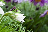 PULSATILLA ALBA