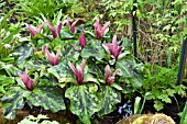 TRILLIUM CUNEATUM