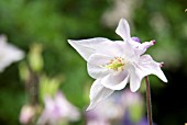 AQUILEGIA VULGARIS