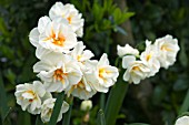 NARCISSUS SIR WINSTON CHURCHILL