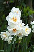 NARCISSUS SIR WINSTON CHURCHILL