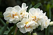 NARCISSUS SIR WINSTON CHURCHILL