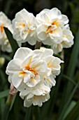 NARCISSUS SIR WINSTON CHURCHILL