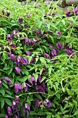 CLEMATIS ALPINA CONSTANCE