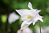 AQUILEGIA VULGARIS