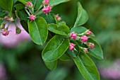 MALUS RED SENTINEL