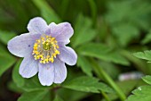 ANEMONE ATROCAERULEA