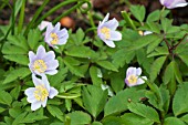 ANEMONE ATROCAERULEA