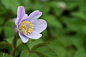 ANEMONE ATROCAERULEA