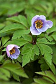 ANEMONE ATROCAERULEA