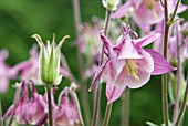 AQUILEGIA VULGARIS