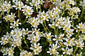 SAXIFRAGA PANICULATA ALBA