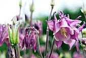 AQUILEGIA VULGARIS