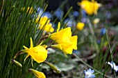 NARCISSUS BULBOCODIUM