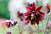 AQUILEGIA HYBRID