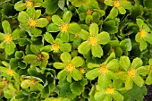 HACQUETIA EPIPACTIS