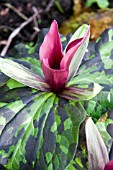 TRILLIUM CUNEATU
