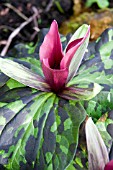 TRILLIUM CUNEATU