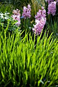 HYACINTHUS ORIENTALIS PINK PEARL  PENNISETUM ORIENTALE