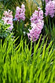 HYACINTHUS ORIENTALIS PINK PEARL  PENNISETUM ORIENTALE