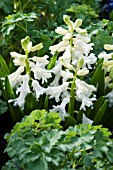 HYACINTHUS WHITE PEARL