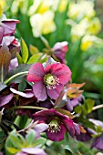 HELLEBORUS ORIENTALIS