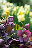 HELLEBORUS ORIENTALIS