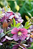 HELLEBORUS ORIENTALIS