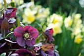 HELLEBORUS ORIENTALIS