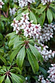 PIERIS JAPONICA BONFIRE