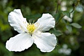 CLEMATIS MONTANA ALBA