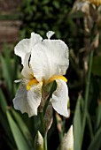 IRIS WHITEHALL