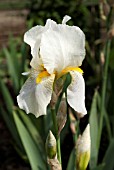IRIS WHITEHALL