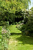 CLEMATIS MONTANA ALBA AND MIXED AQUILEGIA