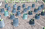 SWEETCORN PROTECTED FROM RABBITS