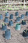 SWEETCORN PROTECTED FROM RABBITS