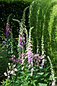 DIGITALIS