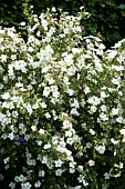 POTENTILLA ALBA