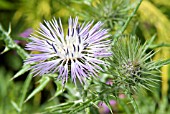 GALACTITES TOMENTOSA