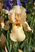 IRIS PEACHY